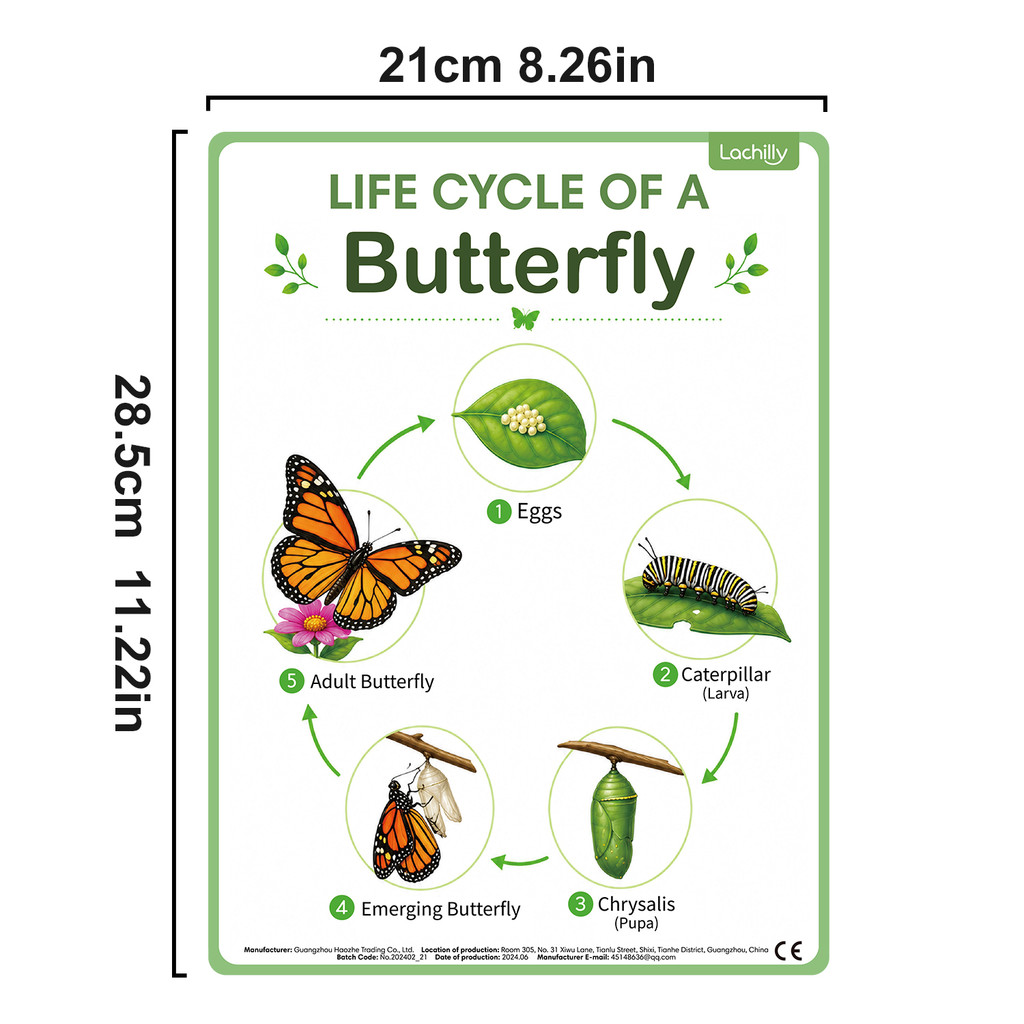 8 Poster Educativi sul Ciclo d - Science Nature recensione e prezzo